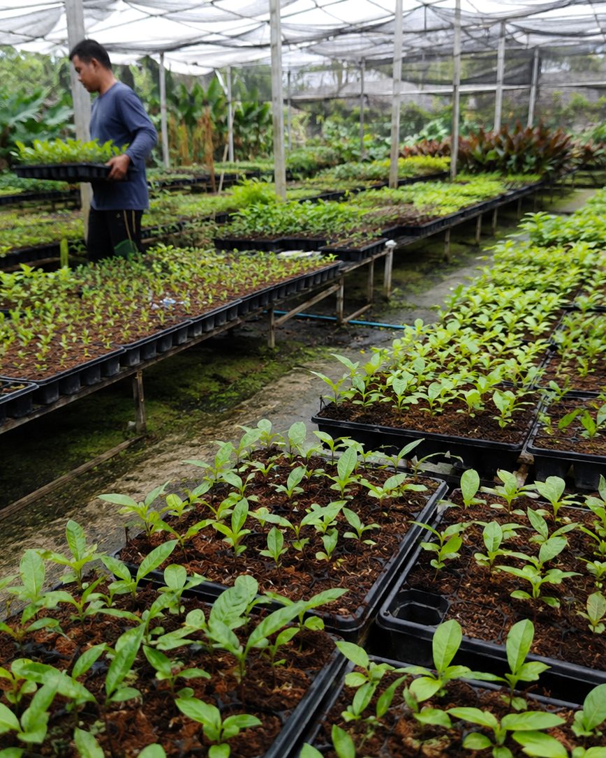 A worker checking trays of young plants in a shaded nursery.